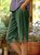 darkgreen